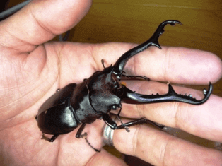 ギラファノコギリクワガタ　フローレス