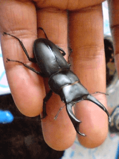 国産コクワガタ あきる野