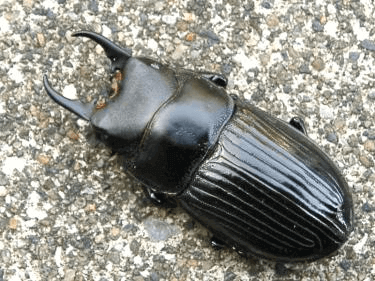 グランディスネブトクワガタ