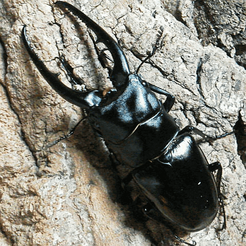 コンフキウスノコギリクワガタ