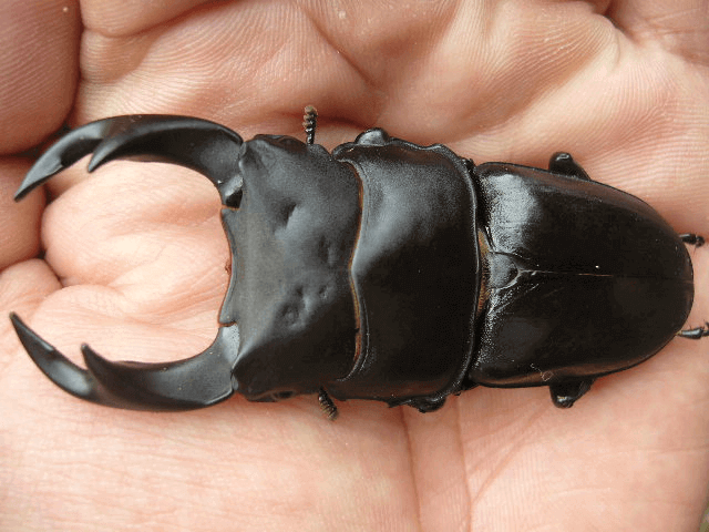 国産オオクワガタ　亀岡