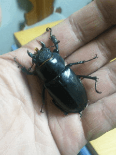 ケルブスミヤマクワガタ