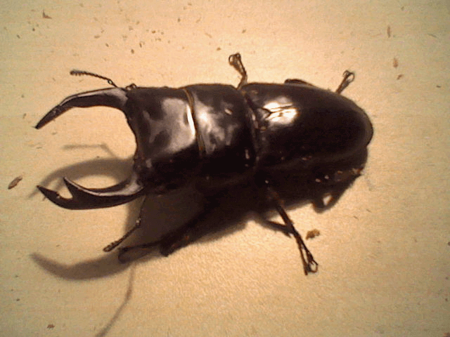 国産オオクワガタ 熊本