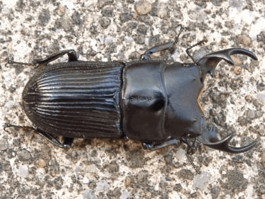 沖永良部ネブトクワガタ