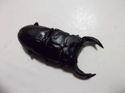 国産オオクワガタ　ホワイトアイ