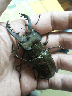 国産ミヤマクワガタ　山梨甲州