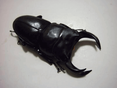 ホペイオオクワガタ　北峰