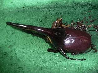 ヘラクレス・ヘラクレス