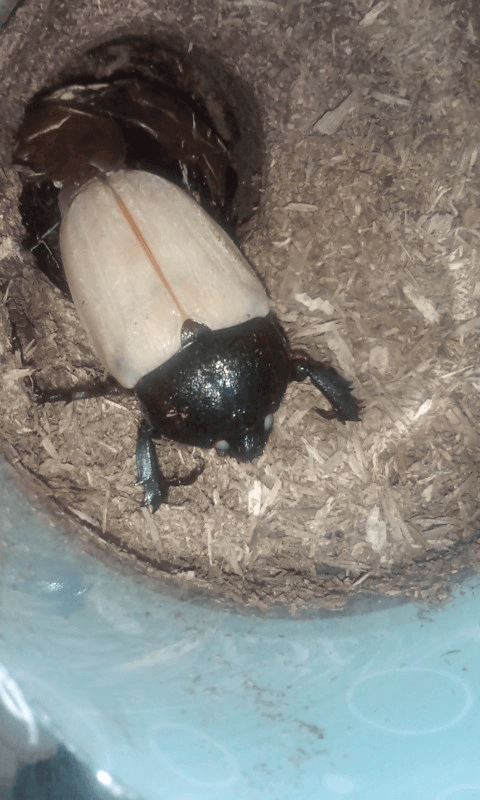 国産カブトムシ