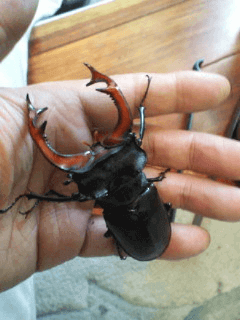 ケルブスミヤマクワガタ