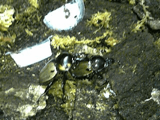 ヨツボシヒナカブト