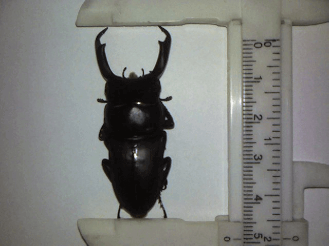 国産コクワガタ