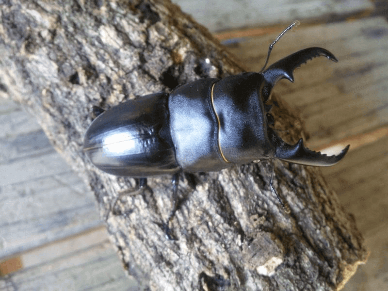 国産ヒラタクワガタ　京都府宇治市