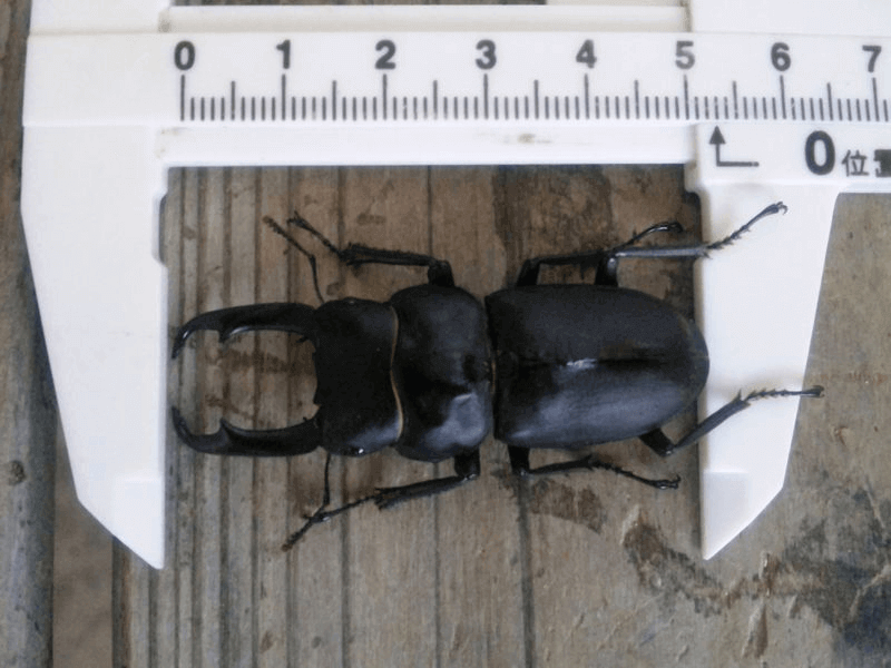 国産コクワガタ 宮城県加美郡