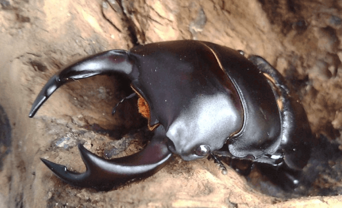 国産オオクワガタ 能勢