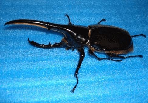 ヘラクレス・ヘラクレス