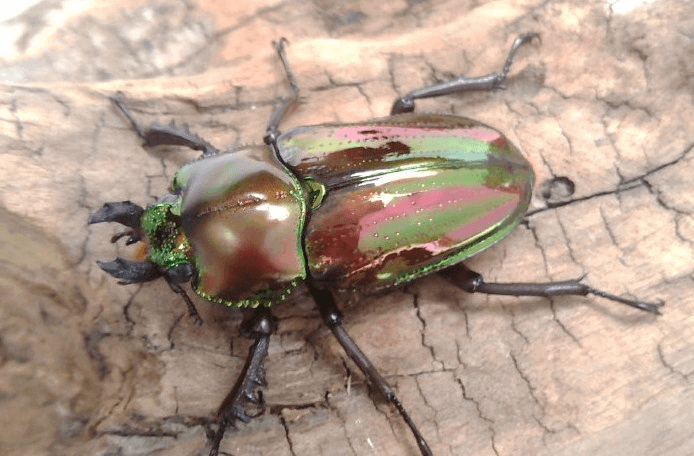 ニジイロクワガタ　クイーンズランド