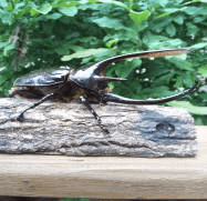 ネプチューンオオカブト