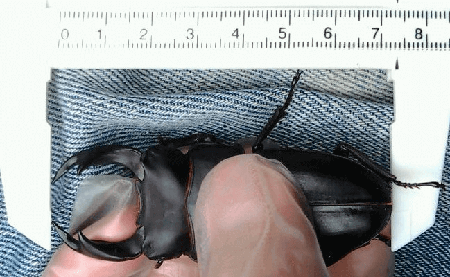 国産オオクワガタ　能勢