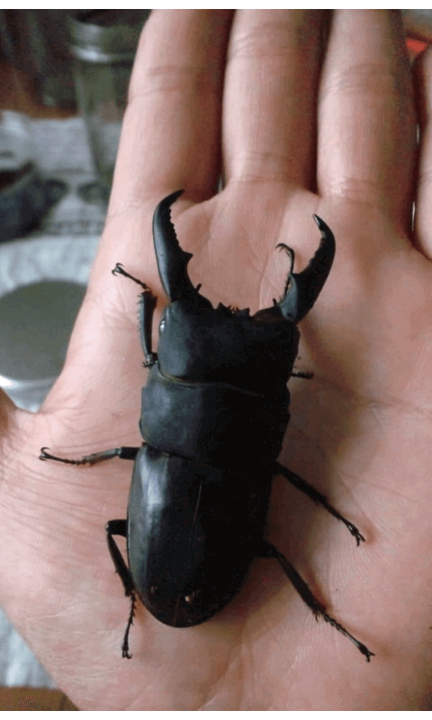 国産ヒラタクワガタ