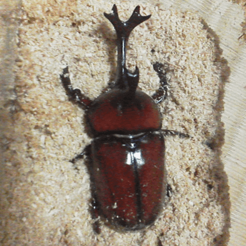 国産カブトムシ 香川