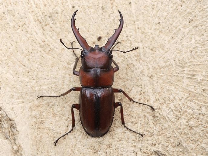 トカラノコギリクワガタ 悪石島