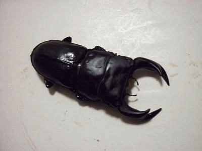 国産オオクワガタ 上阿古谷