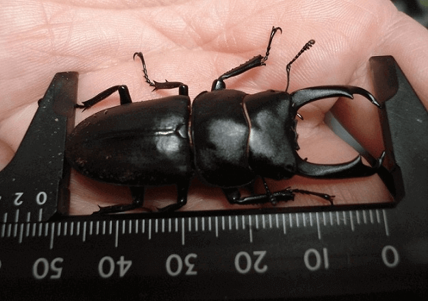 国産コクワガタ　仙台市青葉区