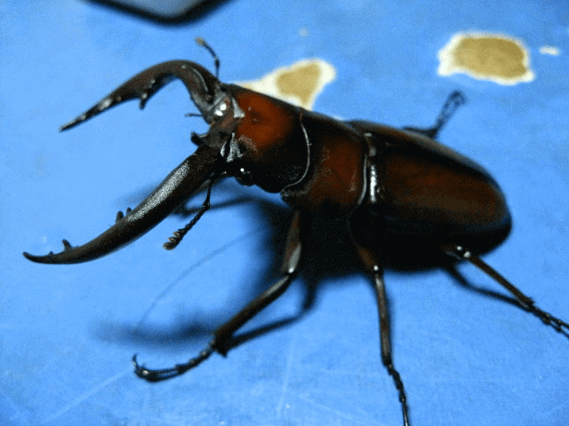 トカラノコギリクワガタ　中之島