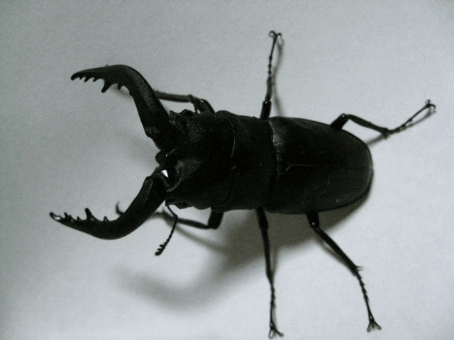 国産ノコギリクワガタ