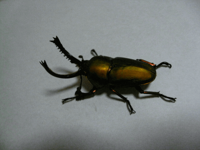 パプアキンイロクワガタ