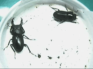 国産コクワガタ