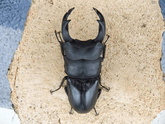 国産オオクワガタ 川西