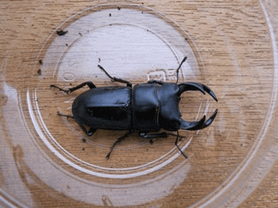 国産オオクワガタ 阿古谷F2