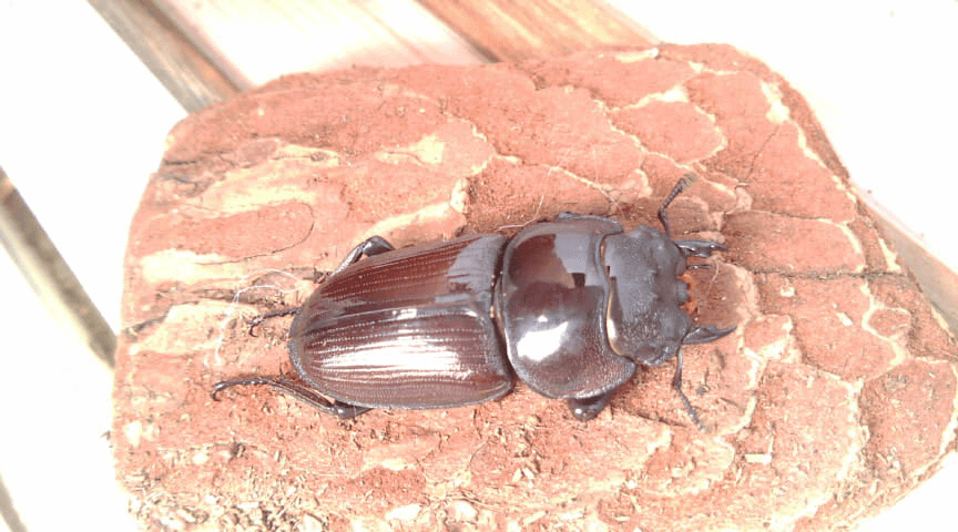 国産オオクワガタ 阿古谷