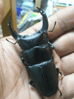 ホペイオオクワガタ　北峰