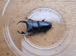 国産オオクワガタ　群馬F3