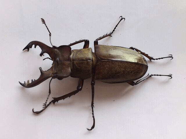 国産ミヤマクワガタ 香川