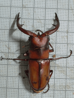 トカラノコギリクワガタ　悪石島