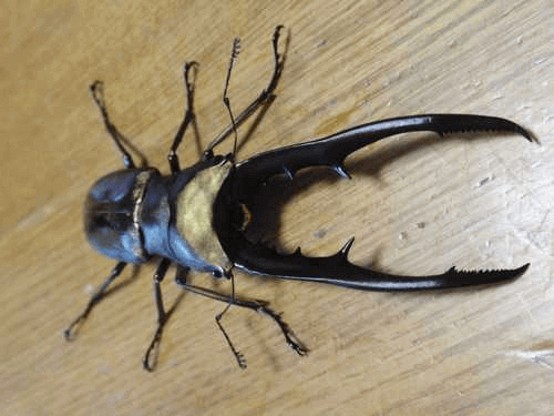 メタリフェルホソアカクワガタ　ペレン