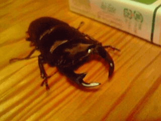 国産オオクワガタ　川西F4