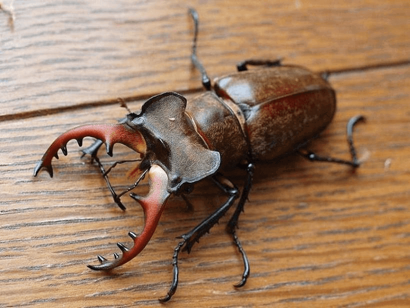 国産ミヤマクワガタ 宮崎市田野町