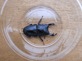 国産オオクワガタ 上阿古谷F3