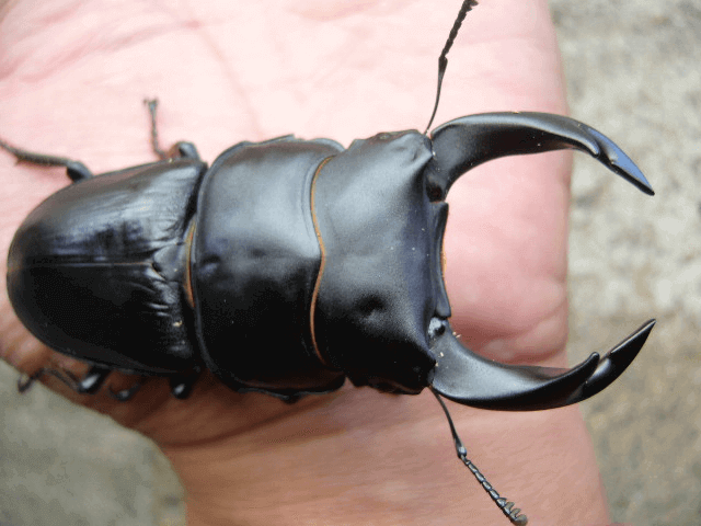 ホペイオオクワガタ　福建省北峰