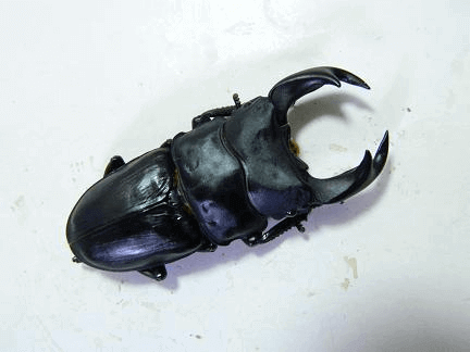 国産オオクワガタ　阿古谷