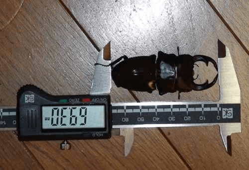 パリーオオクワガタ 原名亜種