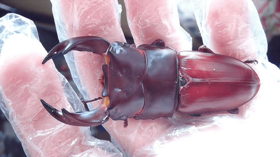 国産オオクワガタ　阿古谷