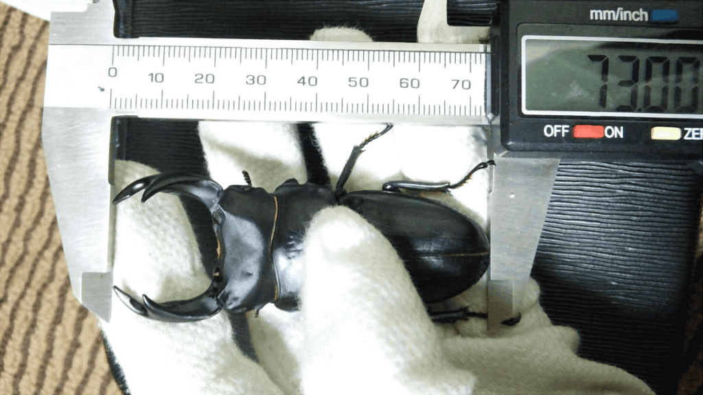 国産オオクワガタ　能勢神山