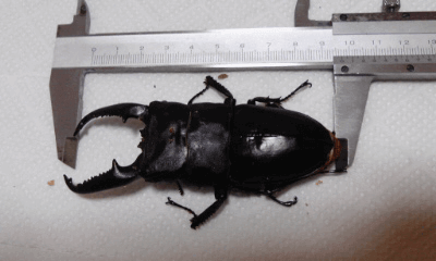 パラワンオオヒラタクワガタ