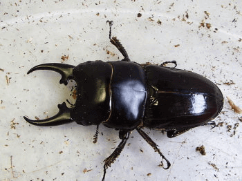 ヒペリオンヒラタクワガタクワガタ